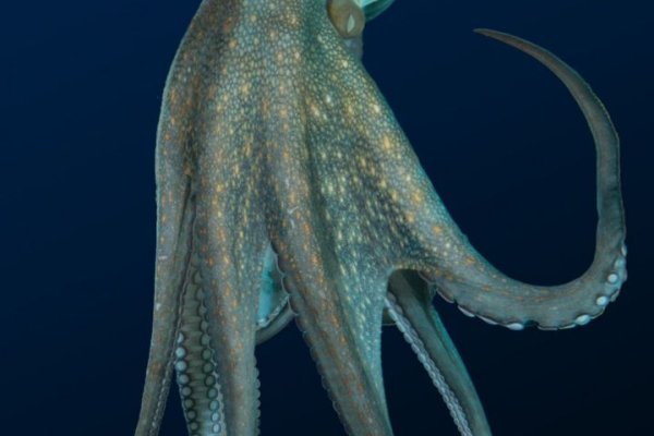 Http kraken 2kr